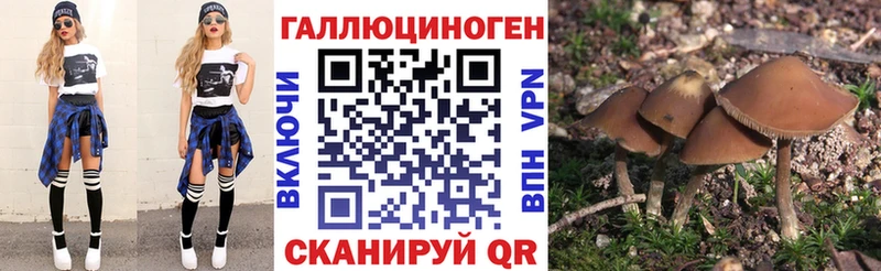 Псилоцибиновые грибы Psilocybe  Купить где  Сорск 